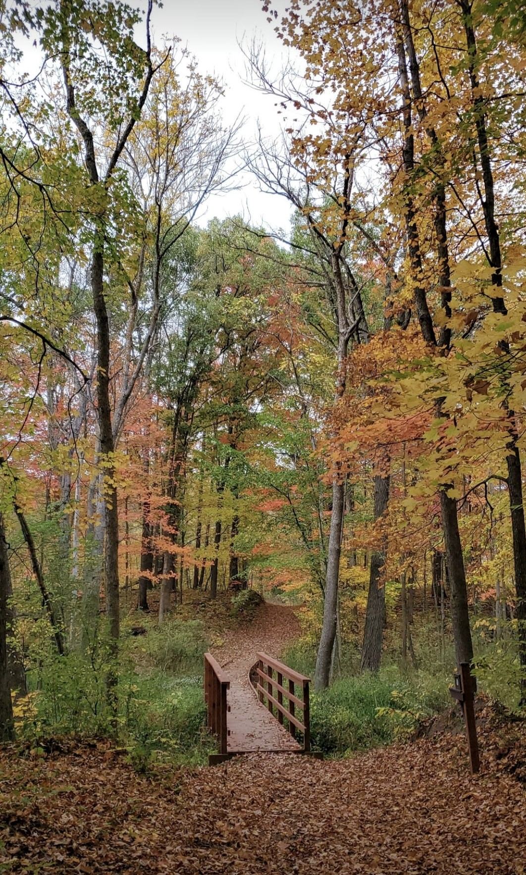 Wooded trail under orange fall leaves